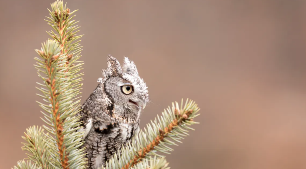 Quando il tuo albero di Natale arriva con un gufo in omaggio.